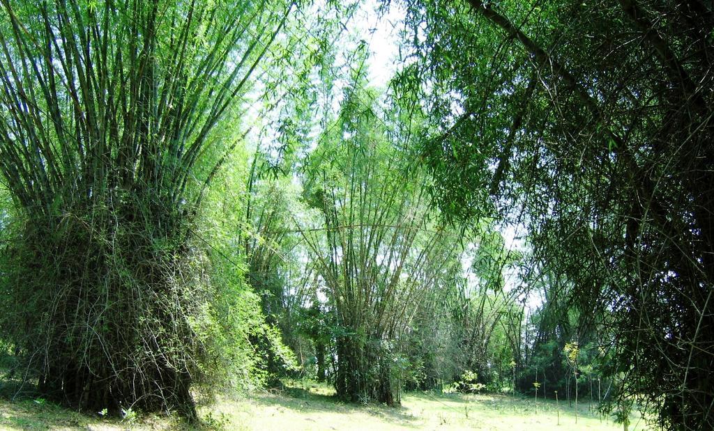 Marg Stream Valley ビサーリー エクステリア 写真
